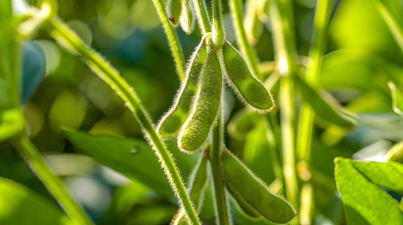 Common Mistakes When Switching to Insoya Common Mistakes When Switching to Insoya